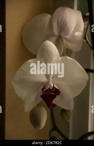 Photographies d'une orchidée mystique poussant dans un pot sur une corniche de fenêtre. Banque D'Images