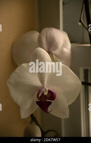 Photographies d'une orchidée mystique poussant dans un pot sur une corniche de fenêtre. Banque D'Images