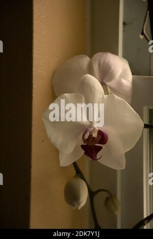 Photographies d'une orchidée mystique poussant dans un pot sur une corniche de fenêtre. Banque D'Images