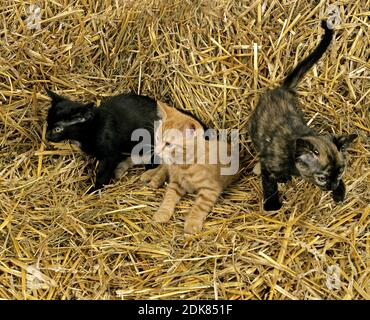 Red Tabby, Black and Tortoiseshell Domestic Cat, chatons jouant sur la paille de blé Banque D'Images