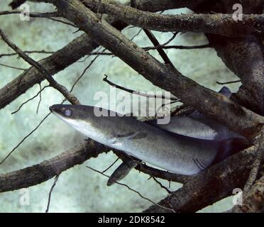 L'anguille commune ou, de l'anguille européenne Anguilla anguilla Banque D'Images