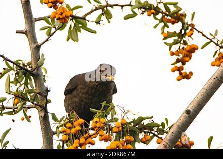 Blackbird, Turdus, perchée au-dessus d'un jardin mangeant des baies, décembre 2020 Banque D'Images