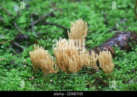 Phaeoclavulina eumorpha, également appelée Ramaria eumorpha, un champignon de corail finlandais sans nom anglais commun Banque D'Images