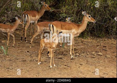 Impala, aepyceros melampus, Mères avec Youngs, Masai Mara Park au Kenya Banque D'Images