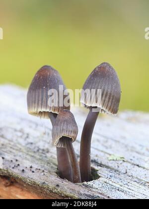 Mycena leptocephala, known as the nitrous bonnet, wild mushroom from Finland Stock Photo