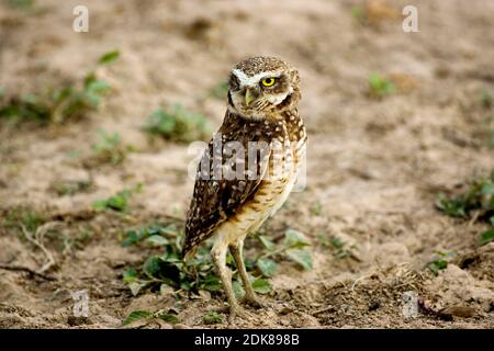 Chouette d'emprunt, Athene cunicularia, Adulte, Los Lianos au Venezuela Banque D'Images