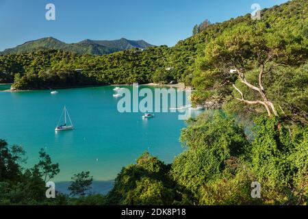 Te Mahia Bay, Kenepuru Sound, Marlborough, South Island, Nouvelle-Zélande, Océanie Banque D'Images