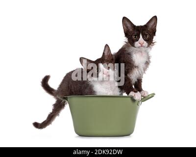 Adorable duo de Bown avec chatons blancs LaPerm, assis ensemble dans une baignoire à laver verte. Regarder les deux vers l'appareil photo avec des yeux orange curieux. iso Banque D'Images