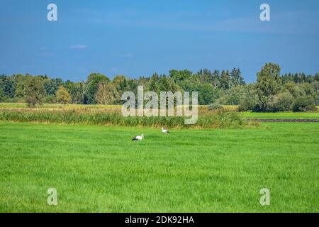 Allemagne, Bavière, haute-Bavière, Ebersberg district, Forstinning, Schwabener Moos, deux cigognes près de Kressiermühle Banque D'Images