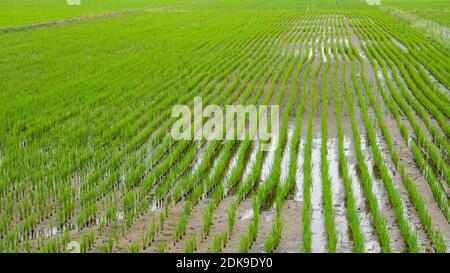 Champs de riz vert d'Asie. Libre de droit.Vue de dessus des rizières de riz, de Corée du Sud Banque D'Images