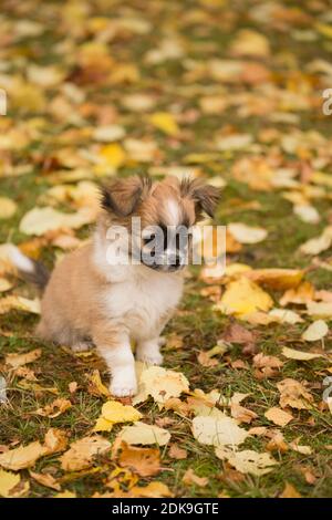 Chihuahua (à poil long) chiot, assis, jardin, automne, Finlande Banque D'Images