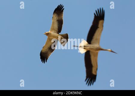 Dans Dwergarend Lichte fase de viaje en avión ; lumière morph Aigle botté en vol Banque D'Images