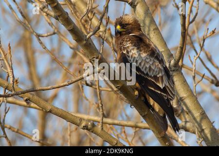 Dwergarend in een boom ; Aigle botté perché dans un arbre Banque D'Images