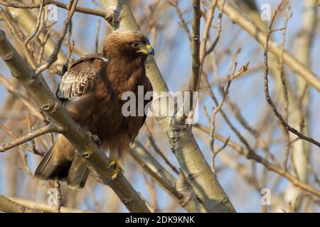 Dwergarend in een boom ; Aigle botté perché dans un arbre Banque D'Images