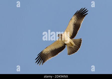 Dans Dwergarend Lichte fase de viaje en avión ; lumière morph Aigle botté en vol Banque D'Images