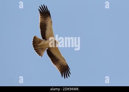 Dans Dwergarend Lichte fase de viaje en avión ; lumière morph Aigle botté en vol Banque D'Images