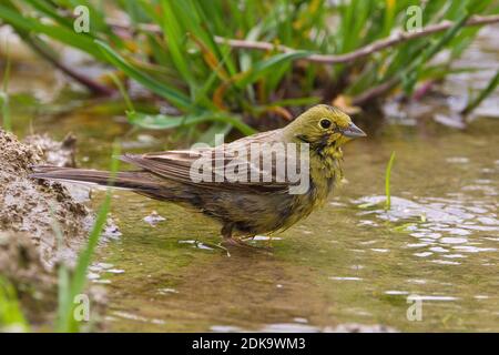 Smyrnagors wassend ; Cinereous Bunting Zürich lave Banque D'Images