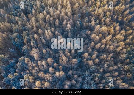 Texture d'arrière-plan bleue d'une forêt gelée en hiver, vue de dessus de l'oreille Banque D'Images