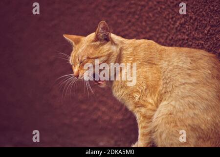 Le chat au gingembre est très jaune. PET portrait en profil. Mur violet sur l'arrière-plan. Banque D'Images