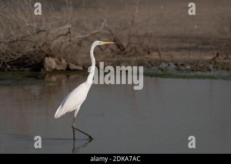 Un magnifique Grand Egret solitaire (Ardea alba), également connu sous le nom de l'Egret commun, Grand Egret, Grand Egret blanc ou Grand Héron blanc, comme vu dans le peu profond Banque D'Images