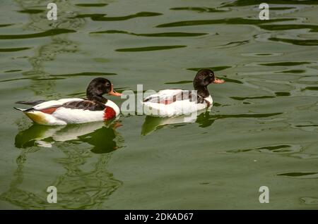 Dans l'étang du parc, une paire de canards piebald nagent avec une tête noire et un corps blanc brillant recouvert de taches colorées Banque D'Images