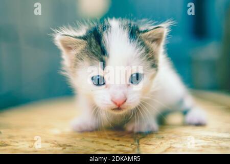 Petit chaton blanc à pois. Gros plan portrait Banque D'Images