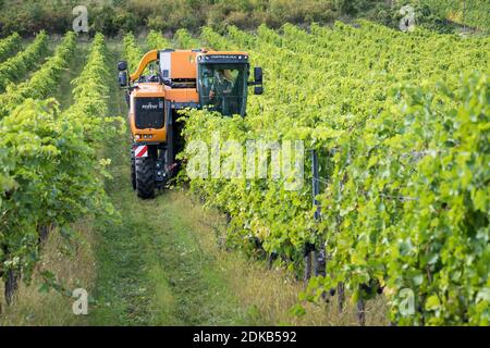 Machine à vendanger récoltant des raisins dans la région viticole entre Gumpoldskirchen et Pfaffstätten, Basse-Autriche, Autriche Banque D'Images