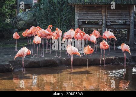 Groupe de flamants roses sur le bord d'une flaque dans Pays-Bas Banque D'Images