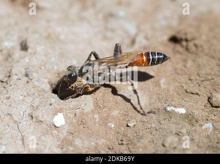 Femelle de Prionyx kirbii, une guêpe cintrée, de la famille des Sphecidae, creusant un tunnel dans un sol sablonneux, préparant la nidification des vor, Valais, Suisse Banque D'Images