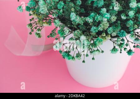 Gypsophila cyan dans un pot en plastique sur fond rose. Gros plan. Banque D'Images