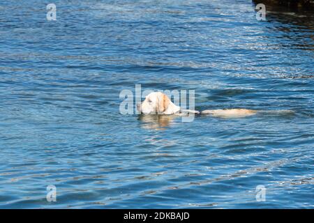golden labrador ou chien retriever nageant dans l'eau de mer Banque D'Images