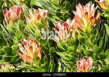 gros plan de fleurs de Protea sur un Bush dans la nature dans Afrique du Sud Banque D'Images