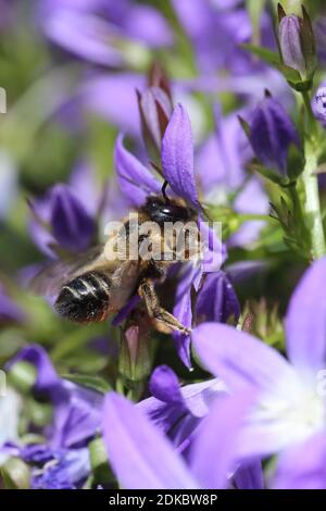 Femelle de l'abeille de couteau de jardin (Megachile willughbiella) Sur le coussin bellflower (Campanula poscharskyana) Banque D'Images