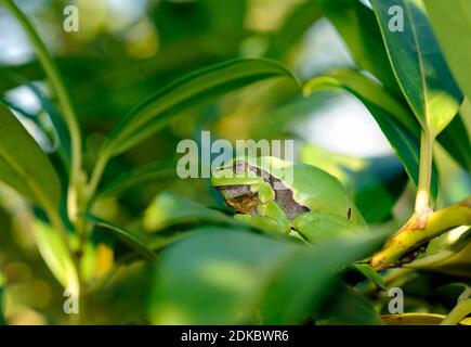 La grenouille des arbres, Hyla arborea, se trouve sur son point ensoleillé, sur la branche d'un arbuste de Laurier de cerisier dans le jardin Banque D'Images