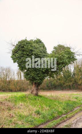 Arbre en forme de coeur dans le champ. Ressort. Campagne non ornée vie rurale. Protéger l'environnement, le concept du changement climatique. Contexte écologique. Banque D'Images