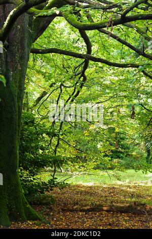 Vieux hêtre dans la forêt de Saint-Sauveur-le-Vicomte, 50390. Péninsule du Cotentin Normandie. Banque D'Images