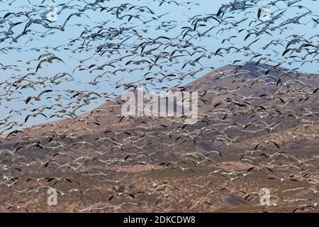 La beauté des ailes blanches noires d'oies des neiges remplit l'air à la réserve naturelle nationale Bosque del Apache, au Nouveau-Mexique, aux États-Unis. Banque D'Images