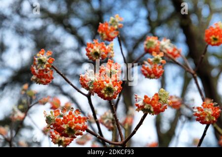 Edgeworthia Chrysantha 'rouge dragon' papier buisson en fleur Banque D'Images