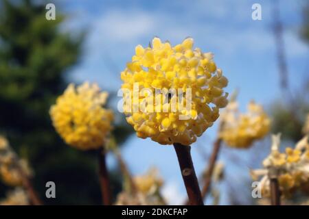 Buisson jaune edgeworthia chrysantha en fleur Banque D'Images