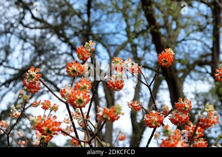 Edgeworthia Chrysantha 'rouge dragon' papier buisson en fleur Banque D'Images