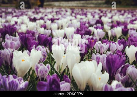 Fleurs de crocus violet, violet et blanc dans l'herbe Banque D'Images