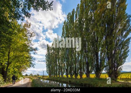 Baden, Wiener Neustädter Kanal (Wiener Neustadt Canal), poplar avenue, vineyard in Wienerwald, Vienna Woods, Niederösterreich, Lower Austria, Austria Stock Photo