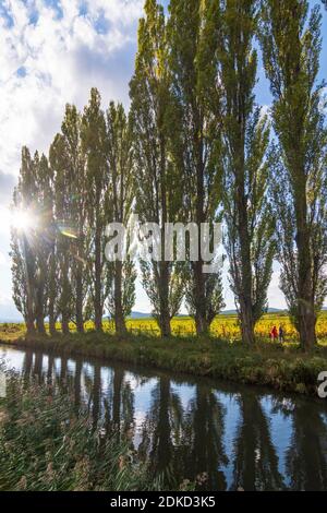 Baden, Wiener Neustädter Kanal (Wiener Neustadt Canal), poplar avenue, vineyard in Wienerwald, Vienna Woods, Niederösterreich, Lower Austria, Austria Stock Photo