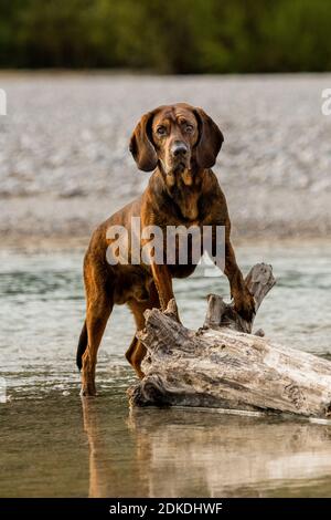 La chasse au tigre dans la rivi re Photo Stock Alamy