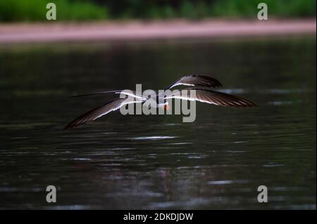 Black Skimmer (Rynchops niger), Pantanal, Mato Grosso, Brésil. Banque D'Images