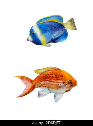 Ensemble d'aquarelles de poissons tropiques bleu et orange isolé sur fond blanc. Poisson de chirurgien de tenon bleu en poudre et baselet à rayures rouges peint à la main Banque D'Images