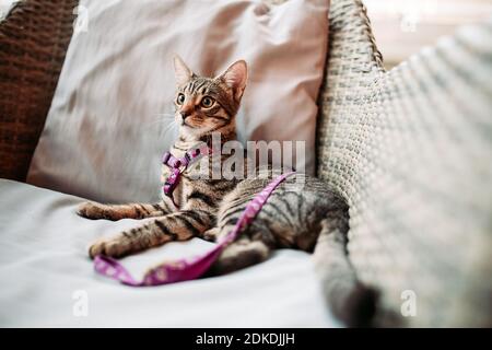 Mignon petit chat domestique avec laisse dans un restaurant, café acceptant les animaux Banque D'Images