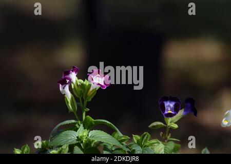 Gros plan de fleurs de l'ishbone également connu sous le nom de Torenia or Bluewings en violet sur fond blanc avec jaune vif marquage sur les pétales étamines blanches unis Banque D'Images