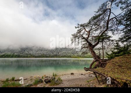 Old pine with roots on the banks of the Eibsee below the Zugspitze in spring. Stock Photo