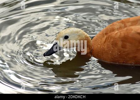 Ruddy Shelduck, Slimbridge Wetland Centre, Bowditch, Gloucestershire (WWT) Banque D'Images